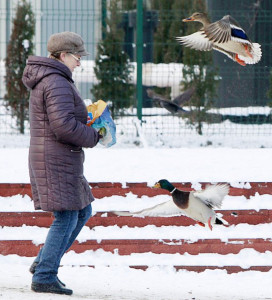 波蘭婦人在華沙市區餵鴨子p1093-a1-09