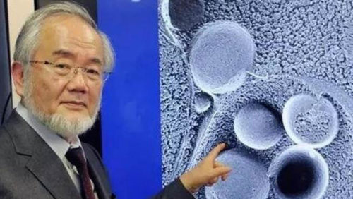 日本科學家大隅良典近日獲得2016年諾貝爾「生理學或醫學獎」p1129-a4-02