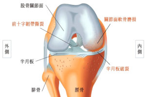 膝關節構造非常精巧 p1170-a6-05